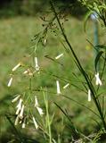 Russelia equisetiformis